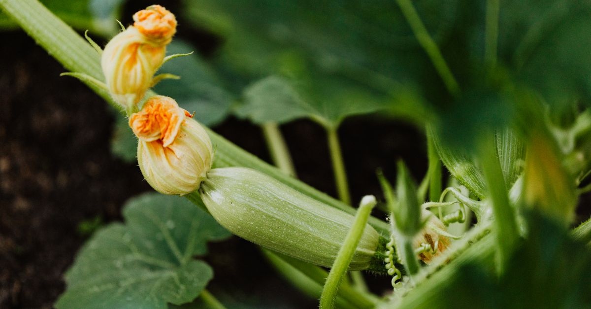 Zucchini richtig anbauen: Mit diesen Tipps wird deine Ernte zum Sommer-Highlight
