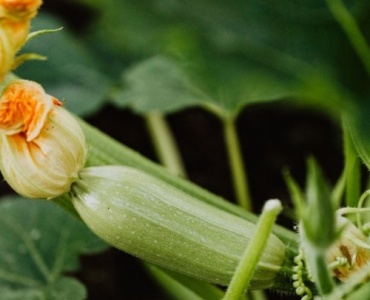 Zucchini richtig anbauen: Mit diesen Tipps wird deine Ernte zum Sommer-Highlight