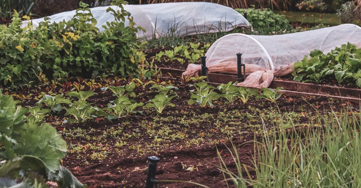 Gemüse richtig mulchen: So gedeiht dein Beet prächtig und bleibt länger feucht