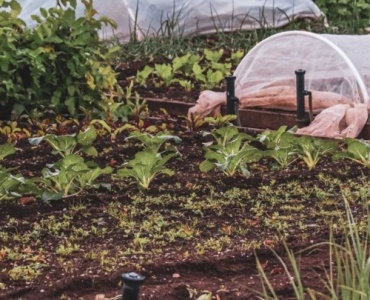 Gemüse richtig mulchen: So gedeiht dein Beet prächtig und bleibt länger feucht