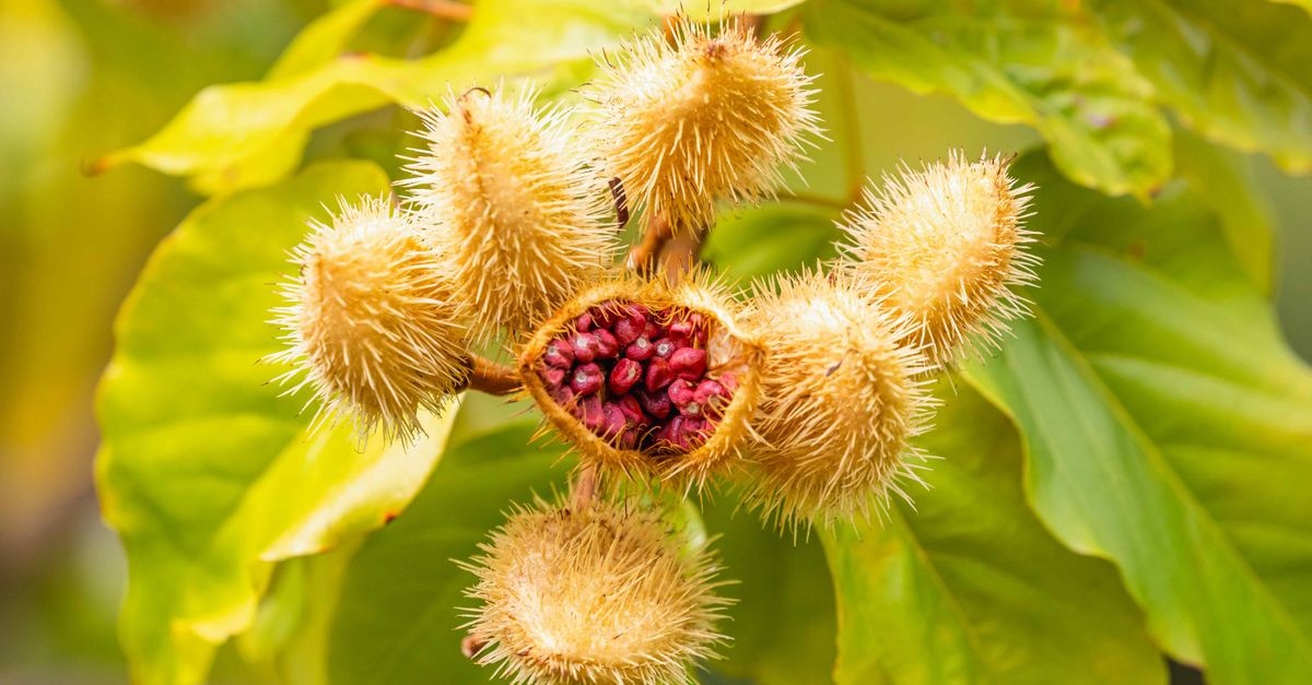 Samen richtig sammeln: So sicherst du dir die schönsten Pflanzen für die nächste Gartensaison