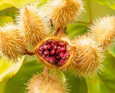 Samen richtig sammeln: So sicherst du dir die schönsten Pflanzen für die nächste Gartensaison