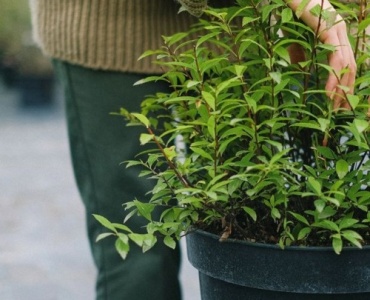 Grün mit Plan: So finden Sie den perfekten Abstand für jede Pflanze