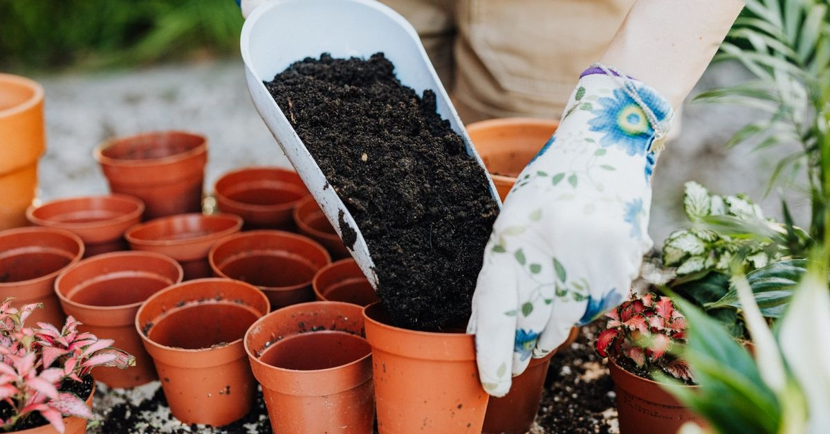 Pflanzen richtig düngen: So wachsen Blumen, Kräuter und Gemüse prächtig