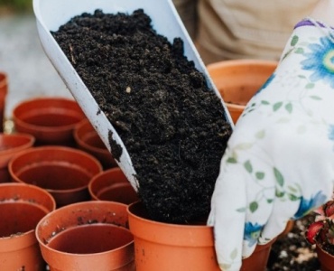 Pflanzen richtig düngen: So wachsen Blumen, Kräuter und Gemüse prächtig