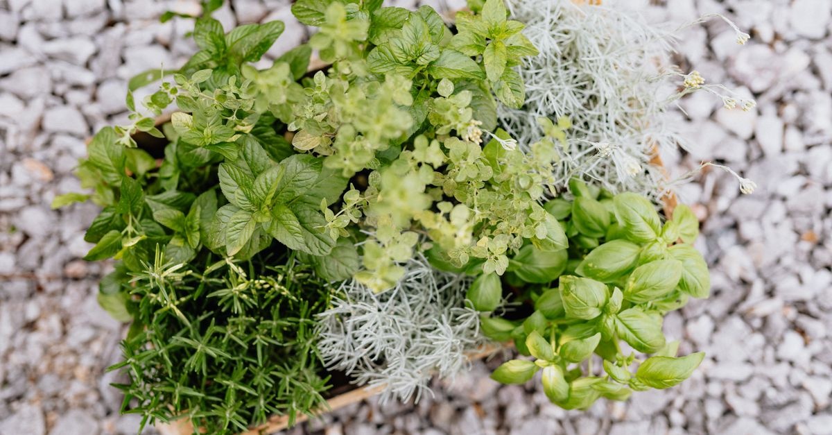 Kräuterbeet sinnvoll planen: So wird dein Garten zur duftenden Genuss-Oase
